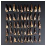 Lot of 50 Fossilized Buffalo Teeth