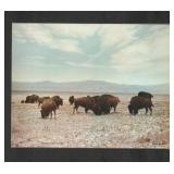 LA Huffman Buffalo Grazing Montana Photo