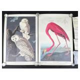 John James Audubon Lithographs Princeton