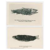 Hickens Fur Bearing Trout RPPC Postcards