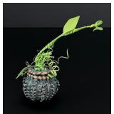 Penobscot Pumpkin Indian Basket