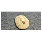 Rock Appears To Be a Fossil