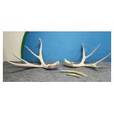 Deer Horns (damaged)