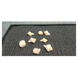 8) Small Sea Shells