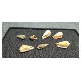 7) Small Sea Shells