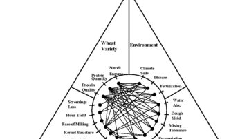 Figure 1: Effect of wheat variety and environment on milling and baking quality.