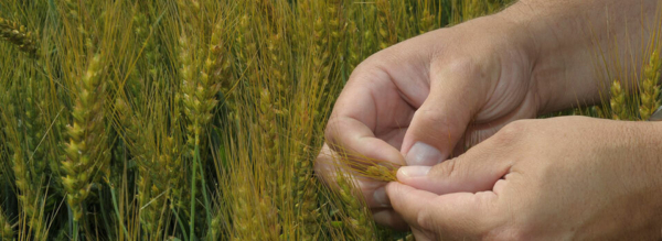 K-State wheat experts urge growers to routinely scout fields for signs of disease.