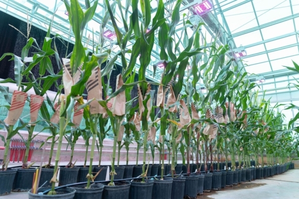 Beck’s corn breeders strive to utilize the best genetics and latest technologies to develop high-yielding hybrids.