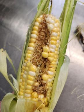 Sweet corn ear with significant feeding injury from corn earworm. (Photo by Erin Hodgson)