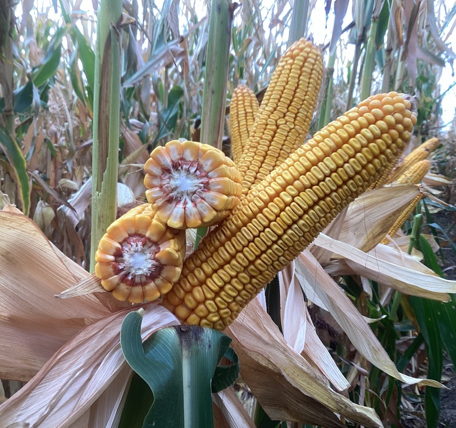 LG Seeds’ LG38C48VT2RIB produces a girthy ear and is an outstanding option for productive soils.