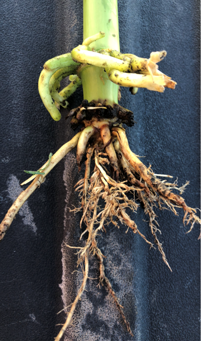 Root feeding by corn rootworm in the larvae stage can leave plants vulnerable to other issues down the road.