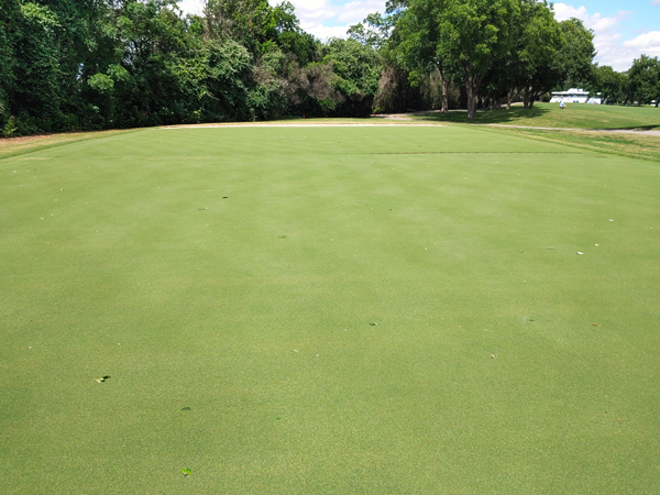 007XL seed samples were planted at Colonial's nursery (above) in October 2020.It was officially selected for the project in May 2022 after extensive trialing verified its elite genetics.