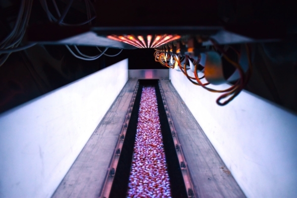 BioLumic uses UV light treatments to address inbreeding depression in seed production. (BioLumic)