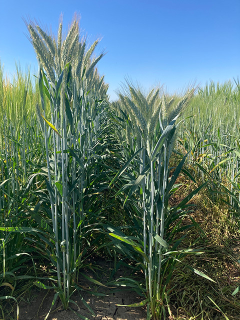 One aim of the research was to produce food-bearing grasses that are short above-ground, but whose first sprouts underground are normal-sized. (Juan Debernardi/UC Davis)
