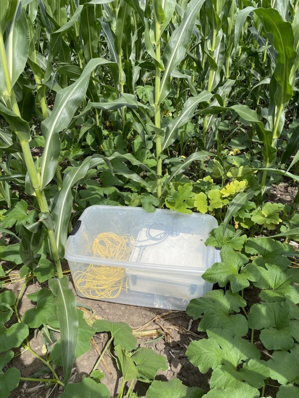 A container in the field housing the data logger connected to soil moisture sensors and communication equipment transmitting data via cellular network. (Photo by Yi Yang)