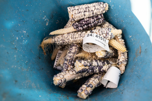 Ho-Chunk Speckled corn harvested at the West Madison Agricultural Research Station will be used for seed for next year’s crop. (Bryce Richter)