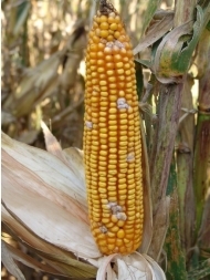 A healthy corn plant has better odds of tolerating a fusarium infection, according to Mitchell.