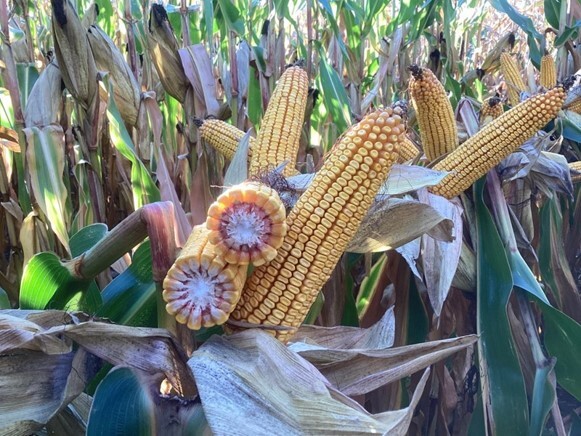 LG Seeds agronomists encourage farmers to stick with their management plan throughout the growing season as corn can add yield all the way to black layer.