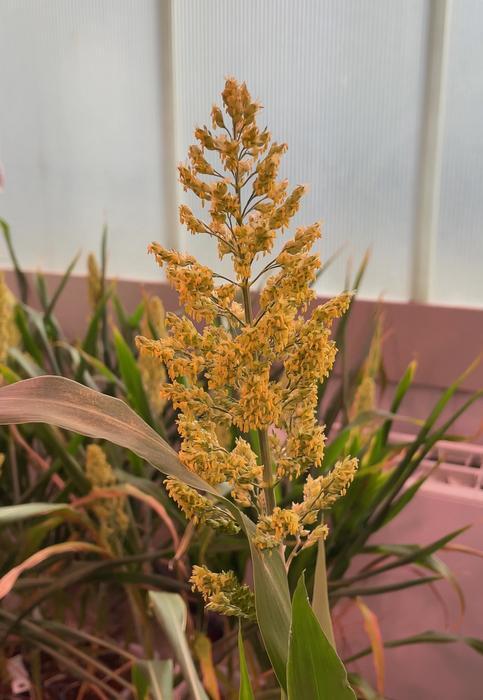 Sorghum plant. (CRAG)
