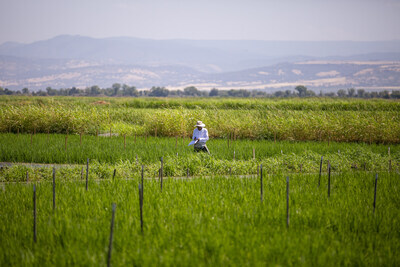 At any given time, Lundberg is testing thousands of rice varieties in their greenhouse and test field. Over the past 10 years, Lundberg has trialed over 80,000 unique breeding lines, and in the 50-year history of its breeding program, the company has successfully commercialized about a dozen of them.