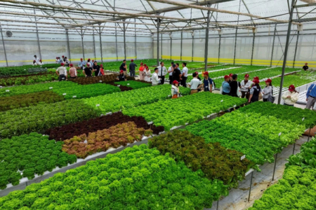 The station is expected to enhance seed technologies and support Vietnamese growers with improved pest and disease tolerance and higher yields.