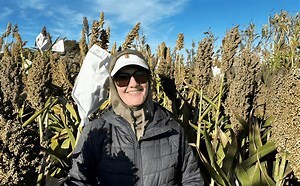 Associate Professor Melinda Yerka and her team at the University of Nevada, Reno have been developing highly nutritious, drought-tolerant sorghum varieties since 2017. (Photo by the research team)
