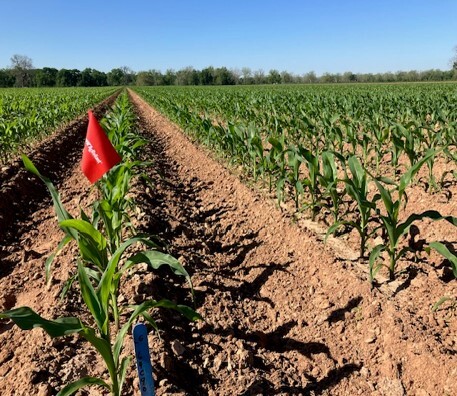 Uniform emergence is one of the most important things agronomists look for in field evaluations.
