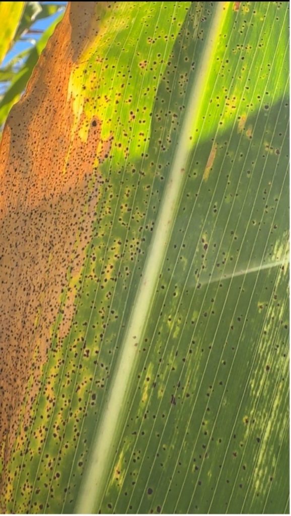 Corn leaf with visible tar spot stromata. (Kamal Chhetri)