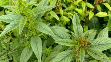 Waterhemp can grow an inch or two a day, produce nearly a million seeds and emerge at almost any point in the growing season.