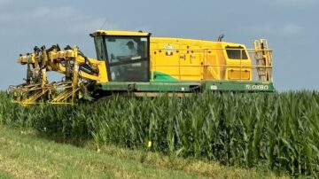 Detasseling a Beck's seed corn production field July 25 near Mount Pleasant, IA. (Chris Lusvardi photos)