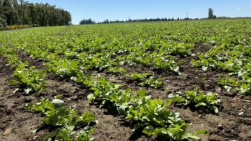 Mountain View Seeds’ production fields are located throughout the Willamette Valley as the company works with growers to produce numerous grass seed products.