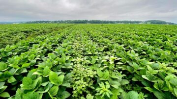 The invasive weed Palmer amaranth clogs rows of soybean plants in New York state.
