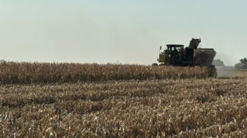 An OXBO 8430 seed corn harvester is used in a field Oct. 9 near Mount Pleasant, IA. (Chris Lusvardi photos)