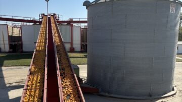 After being husked, seed corn moves along conveyors to dryers.