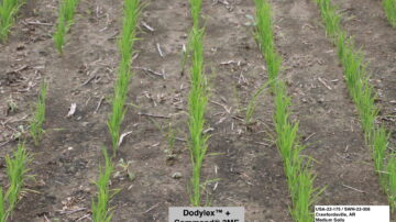 Crawfordsville, AR trial Treated 24 DAT of Pre Application.