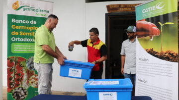 This is the largest shipment that CATIE has made to Svalbard: 1,100 accessions, reaching 40% of our germplasm duplicated in Svalbard. The seeds being sent to Svalbard are tomato, chili and squash, and come from 17 countries on 3 continents, with Central America being the region of origin from which most samples are sent (a total of 798 accessions for 72% of the total. (CATIE)