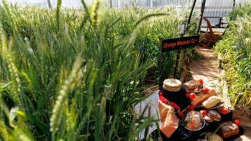 Oklahoma State University Agriculture is launching the new Orange Blossom CL+ wheat variety this summer, which has high yield potential, strong tolerance to multiple diseases and spring freezes, and good milling quality. (Photo by Mitchell Alcala, OSU Agriculture)