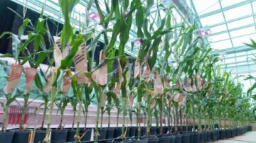 Beck’s corn breeders strive to utilize the best genetics and latest technologies to develop high-yielding hybrids.