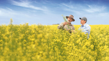 Bayer and Neste plan to jointly scale winter canola as a biomass-based feedstock for renewable products like biofuels. (Bayer AG)