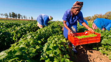 Bayer and Pula Foundation partner up to insure 10 million smallholder farmers in Sub-Saharan Africa and South Asia.
