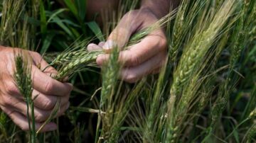 Wheat, pictured above, is the world's second-most produced cereal crop and an essential ingredient for bread, pasta and many other foods. Ideal temperatures for growing wheat, according to NASA, vary between 70 F and 75 F, but some varieties, like winter wheat, can grow in temperatures as low as 40 F. But when temperatures exceed 90 F, heat stress can cause significant yield loss.