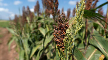 The next month’s weather conditions will determine how much of the sorghum crop across the state fares this year, after too little rain in some areas and too much in others. (Laura McKenzie/Texas A&M AgriLife)