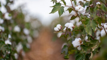 The Texas cotton crop is a mixed bag at this time, with harvest wrapping up in the southern parts of the state and bolls just setting in the northern parts of the state. Rain is needed for the remaining cotton to survive. (Sam Craft/Texas A&M AgriLife)