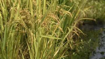 The U.S. Department of Agriculture has forecasted Mississippi’s 2024 rice crop at 161,000 acres, which would be a 33% increase over how much was planted in 2023. (File photo/MSU Extension Service)