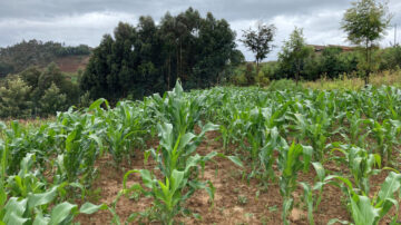The collaborative study by UNL faculty and international partners analyzed a database of more than 14,000 smallholder cornfields across seven countries in Sub-Saharan Africa. This field is in Rwanda. (Patricio Grassini | Agronomy and Horticulture)