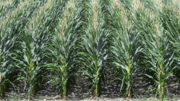 Corn is shown growing at the R. R. Foil Plant Science Research Center at Mississippi State University on July 9, 2024. (Photo by MSU Extension Service/Kevin Hudson)