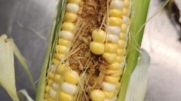 Sweet corn ear with significant feeding injury from corn earworm. (Photo by Erin Hodgson)