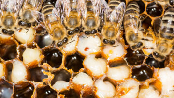 Varroa mites -- the primary killers of honeybees -- have developed a resistance to an acaracide commonly used to control them, which has led to increased bee deaths. A survey of more than 700 U.S. commercial beekeepers found they lost 62% of their colonies between July 2024 and February of this year.