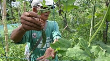 ORGANIC FARMING. A backyard farmer shows off the produce at his organic farm in Quezon City in this May 30, 2023 photo. A Department of Agriculture official said on May 13 the government is building organic seed storage facilities in Calabarzon. (PNA photo by Joan Bondoc)