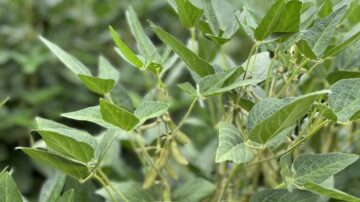Arkansas farmers produced another record-year soybean crop, but lower commodity prices hampered some of the excitement. (U of A System Division of Agriculture photo)
